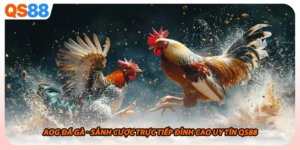 Aog Đá Gà - Sảnh Cược Trực Tiếp Đỉnh Cao Uy Tín Qs88